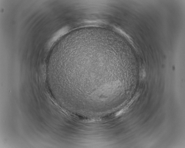 X0000068261411200604211033