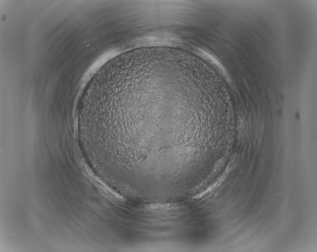 X0000068261419200604211033