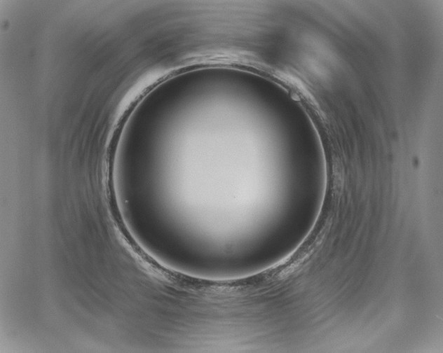 X0000068261424200604211033