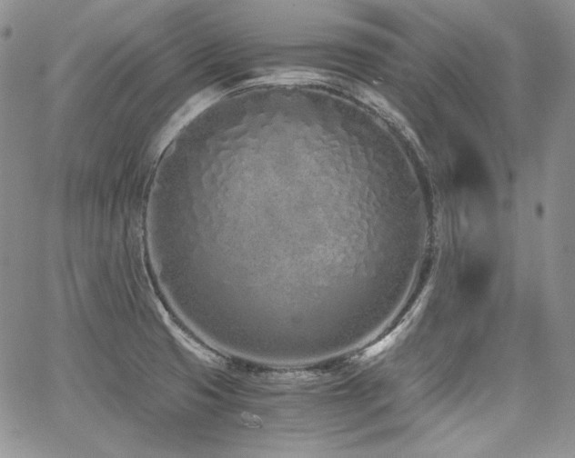 X0000068261425200604211033