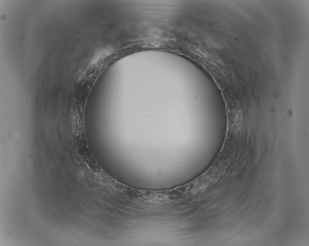 X0000068261446200604211032