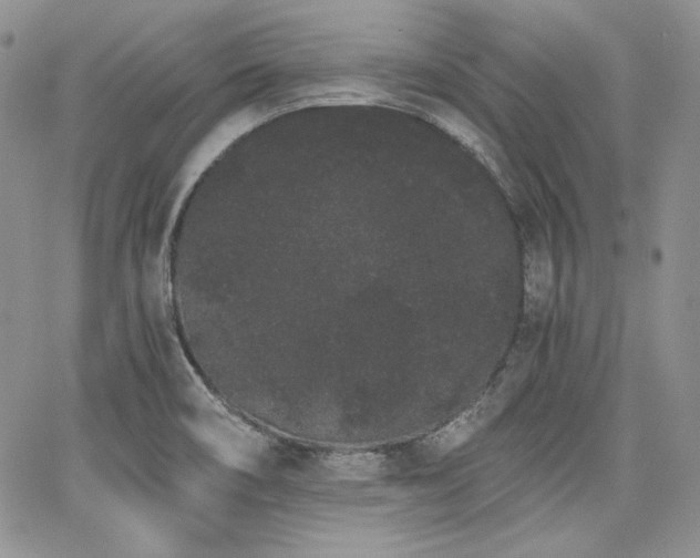 X0000068261466200604211032