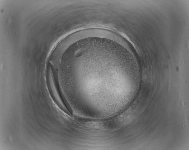 X0000068261508200604211031