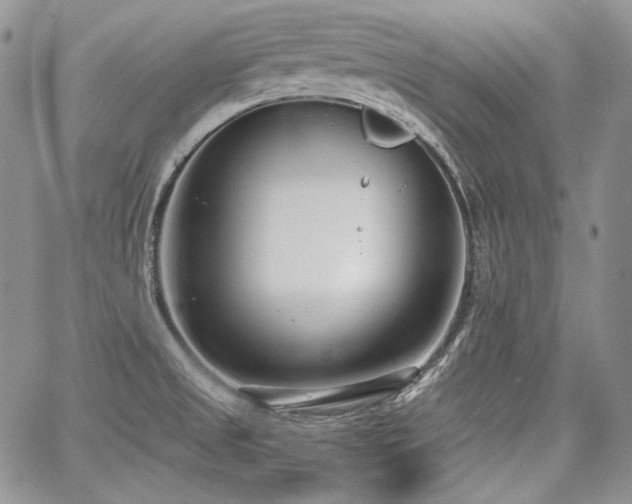 X0000068261525200604211031