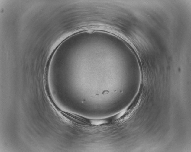 X0000068261533200604211032