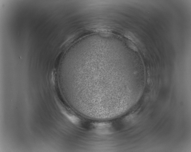 X0000068260165200604241241