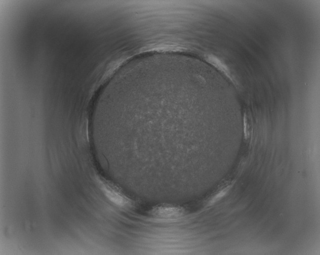 X0000068260205200604241240