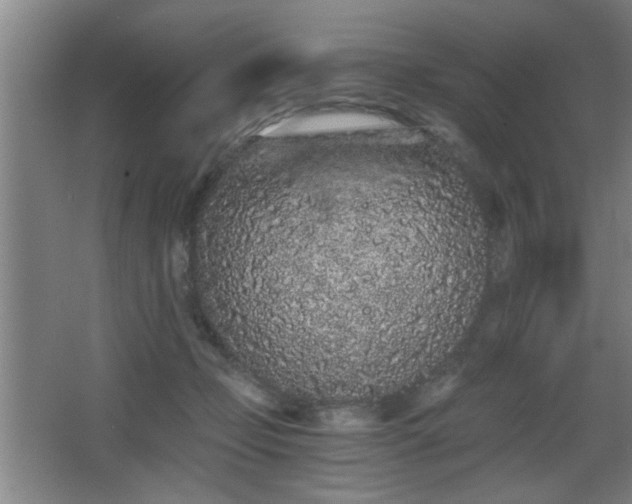 X0000068260365200604241238