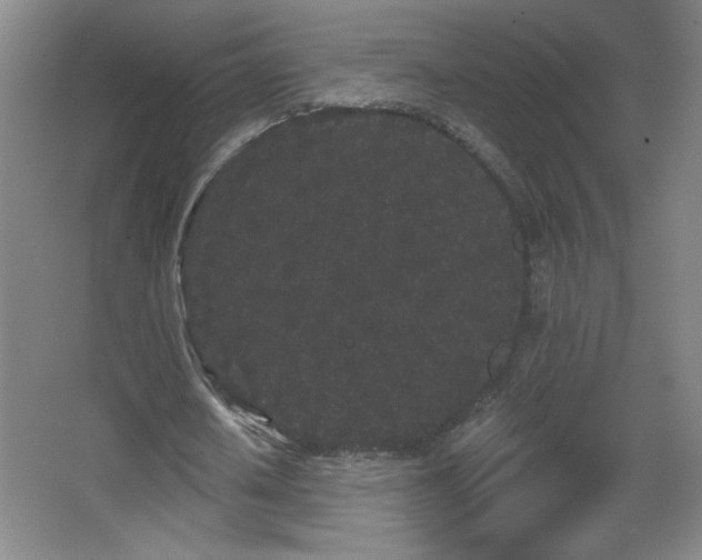 X0000068260626200604241232