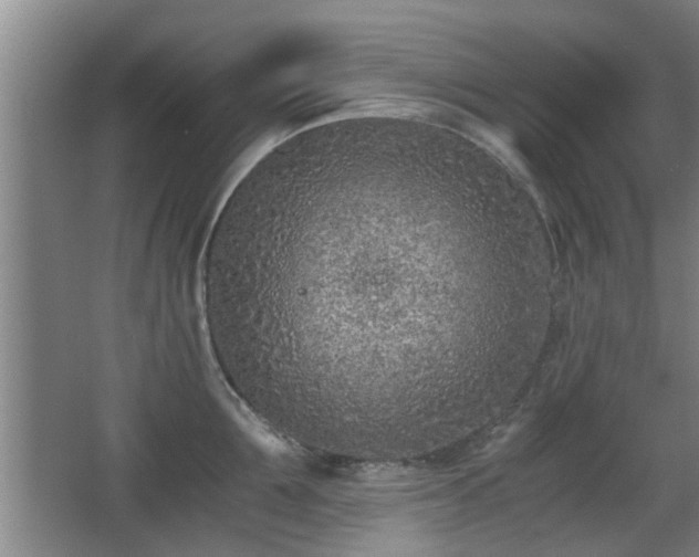 X0000068260907200604241228