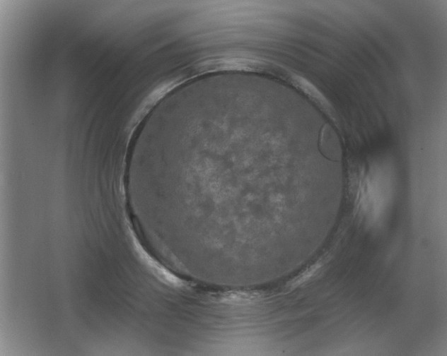 X0000068260938200604241228