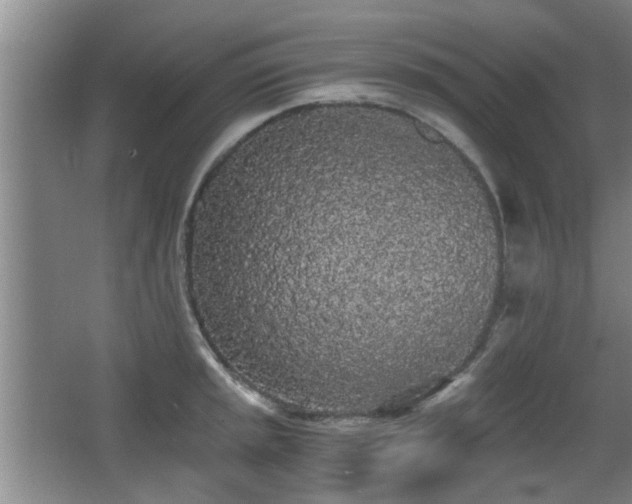 X0000068261045200604241226