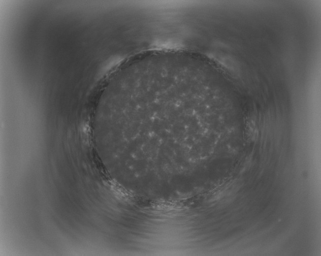 X0000068261254200604241222