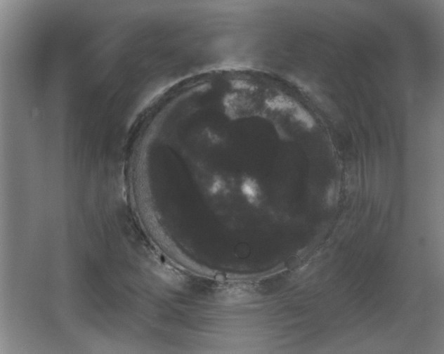 X0000068261262200604241222