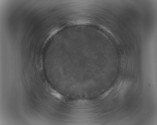 X0000068261306200604241221