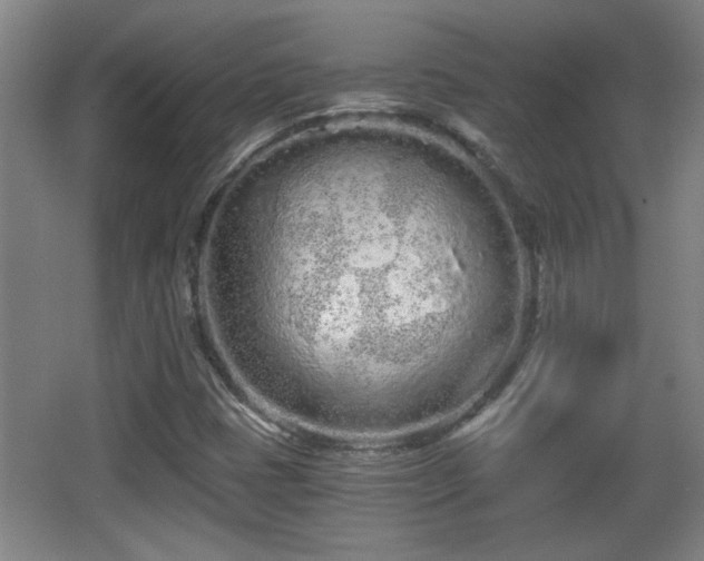 X0000068261401200604241219