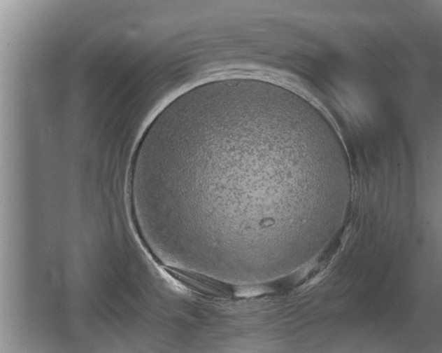 X0000068261533200604241218