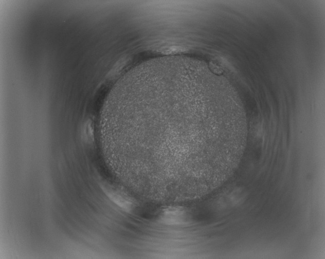 X0000068260214200604281534