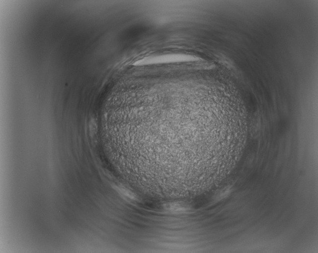 X0000068260365200604281532