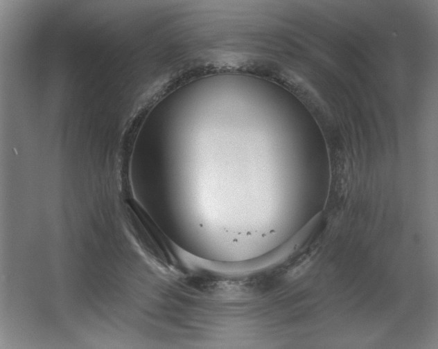 X0000068260496200604281529