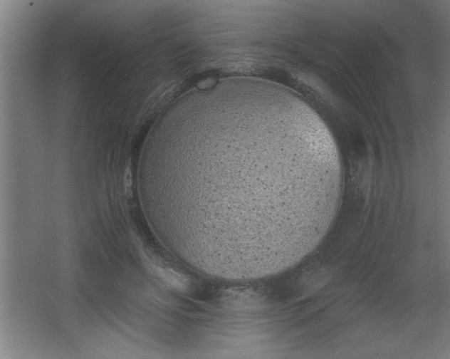 X0000068260502200604281529