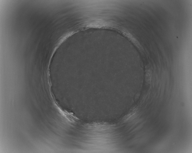 X0000068260626200604281526