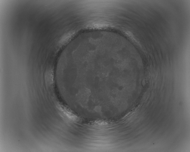 X0000068260640200604281526