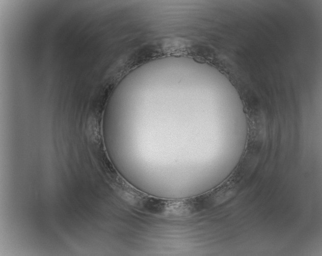 X0000068260705200604281526