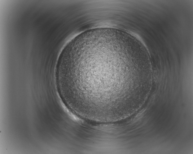 X0000068260995200604281521