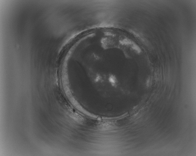 X0000068261262200604281516