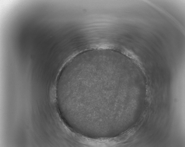 X0000068260012200605051801