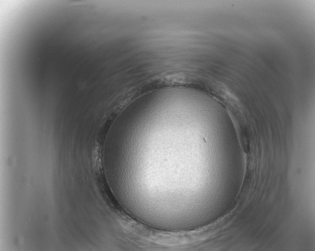 X0000068260029200605051800