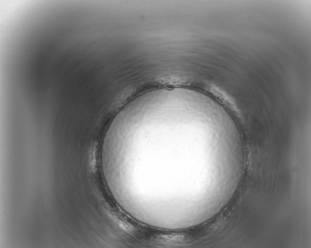 X0000068260065200605051800