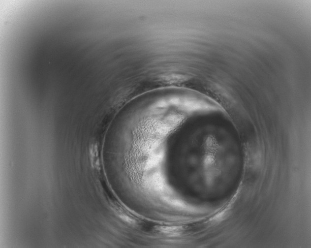 X0000068260182200605051758