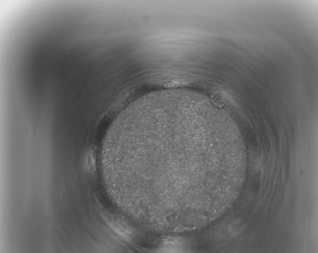 X0000068260214200605051757