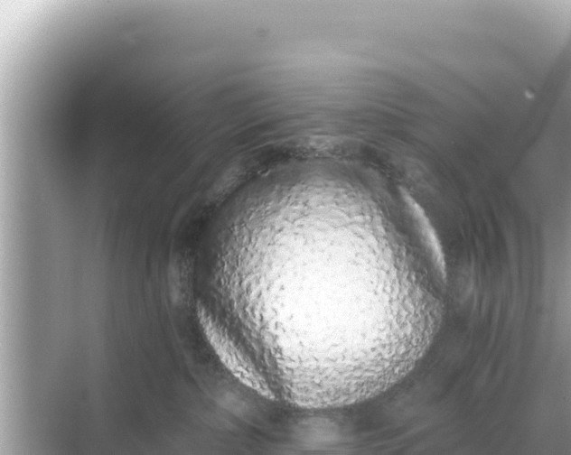 X0000068260236200605051757