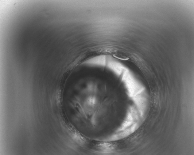 X0000068260326200605051756