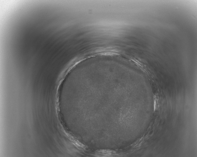 X0000068260339200605051755