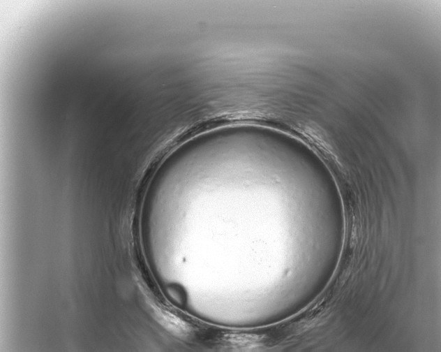 X0000068260491200605051753