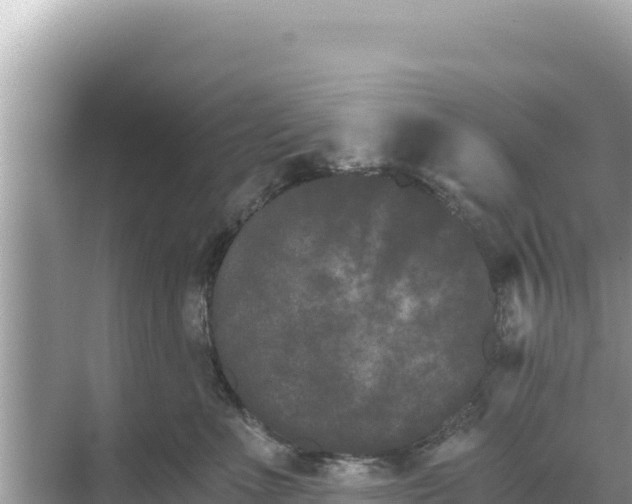 X0000068260523200605051752