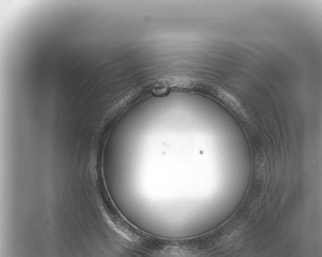 X0000068260538200605051751