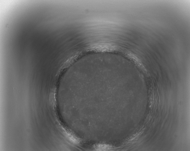 X0000068260590200605051751