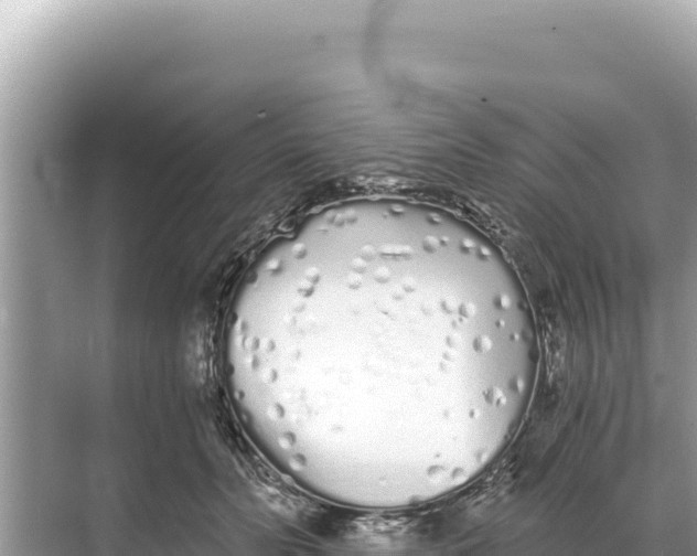 X0000068260606200605051751