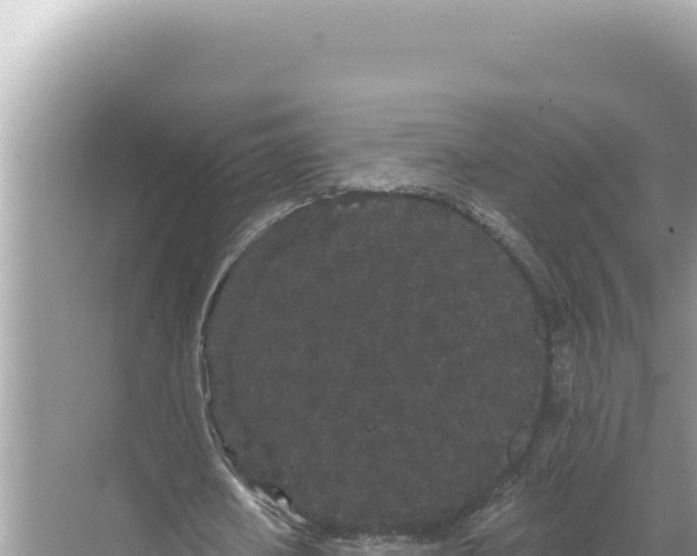 X0000068260626200605051750