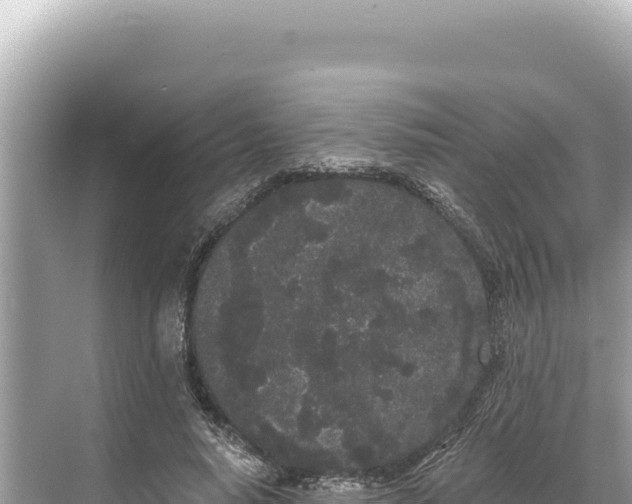 X0000068260640200605051750