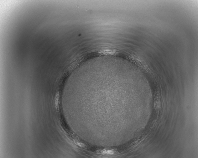 X0000068260647200605051750