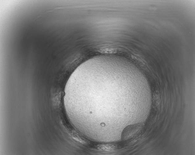 X0000068260652200605051750