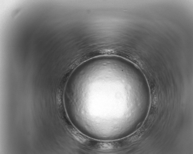 X0000068260658200605051750