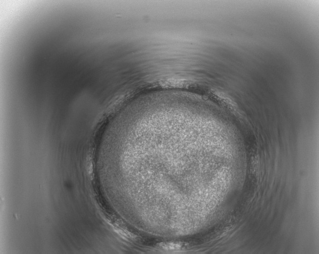 X0000068260687200605051749