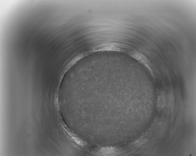 X0000068260882200605051746